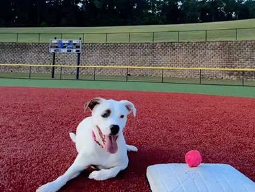 Happy white dog lying on a baseball field near a base and ball.