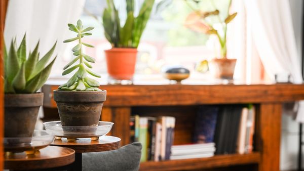 Succulents on a shelf beside a bookcase in the counseling office, lit by the window