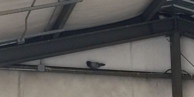 A bird perched on an industrial beam indoors.