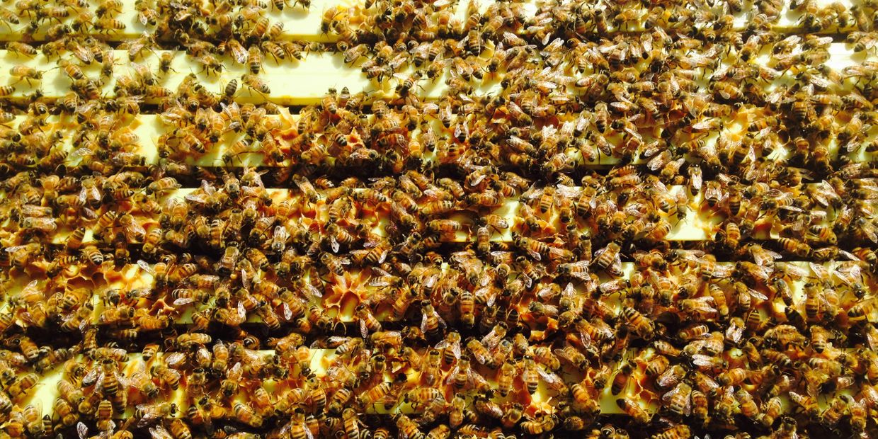 Healthy box of bees!