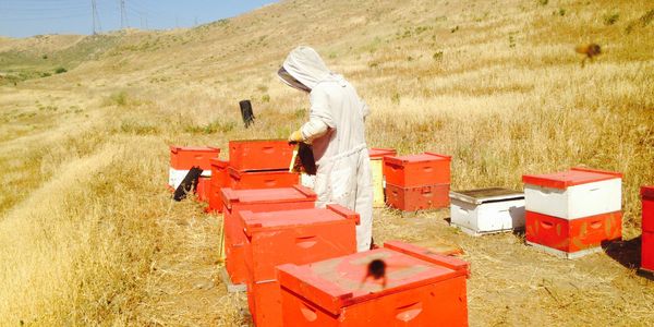 Commercial Bee Pollination and Bee Broker Services
