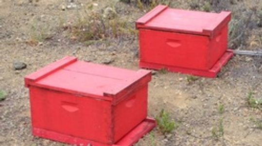 Bakersfield Back Yard Bees