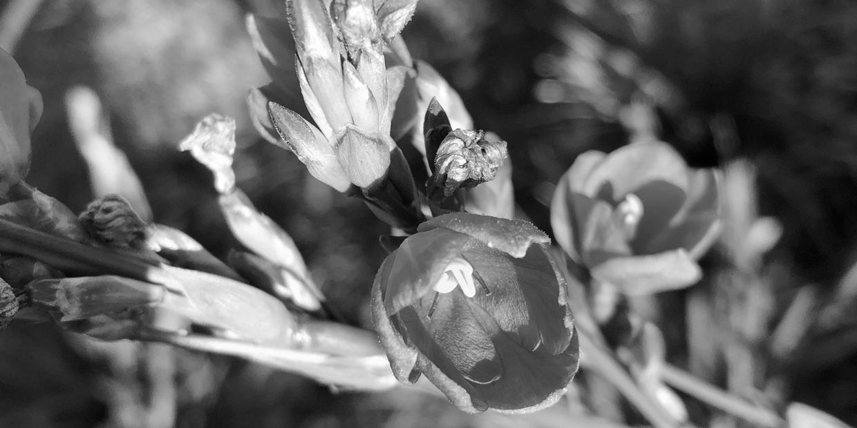 Irises blooming in black and white. 