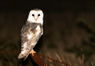 Barn Owl