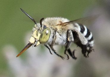 Blue Banded Bee