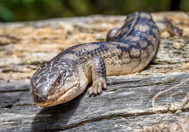Blue tongued lizard