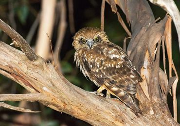 Boobook Owl