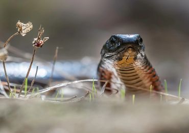 Red-bellied Black Snake