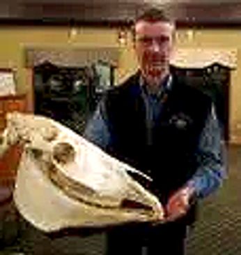Veterinarian holding an equine skull