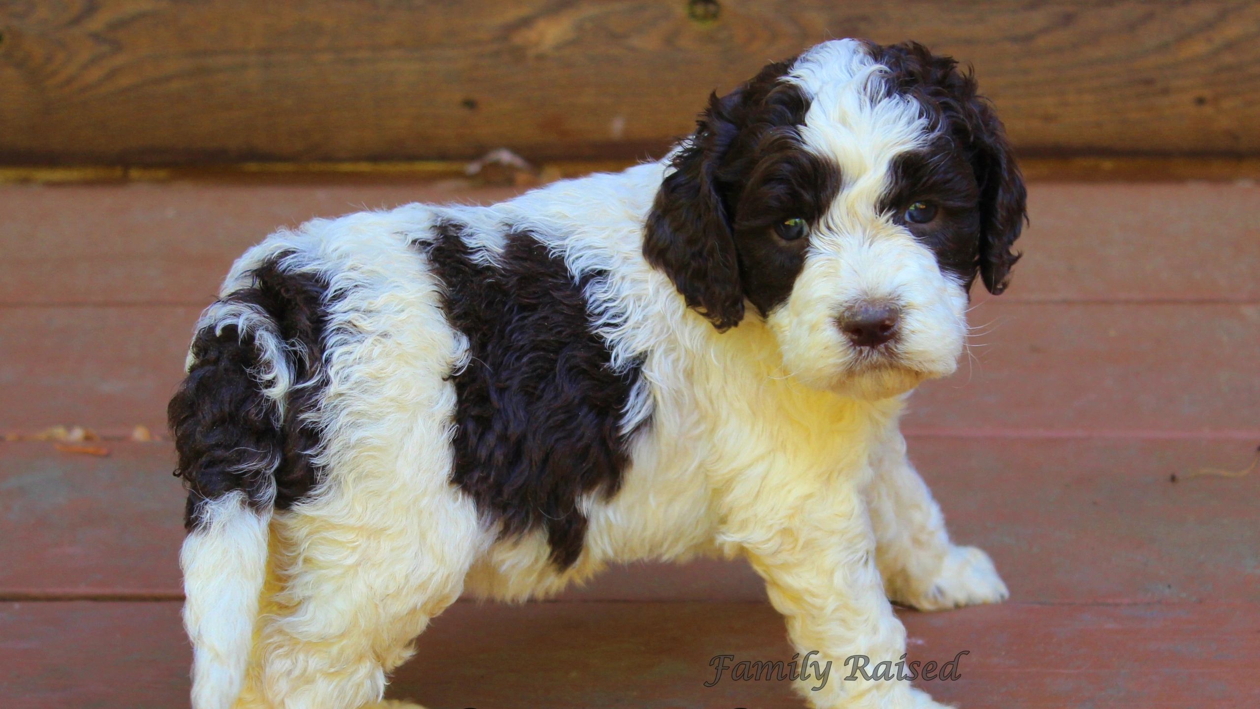 family raised doodles