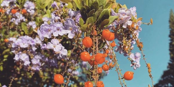 Flowers Blooming