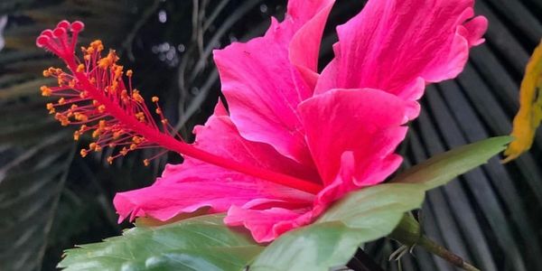 Hibiscus