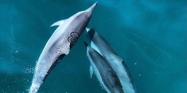 dolphins