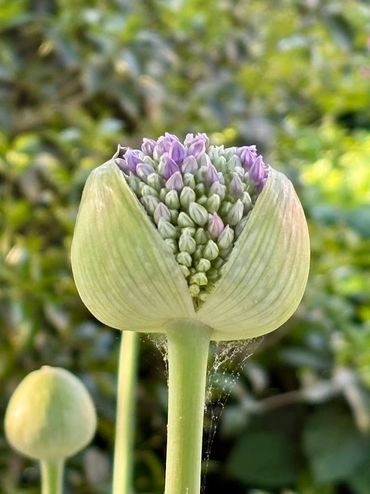 Close-up of a flower bud with purple blossoms emerging.