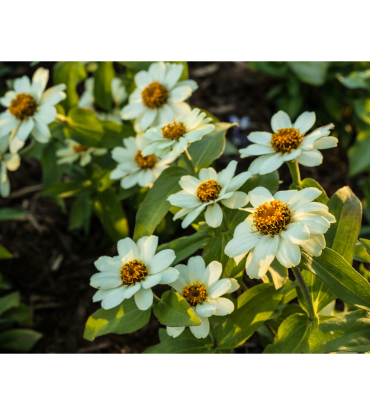 White and yellow flowers blooming in sunlight.