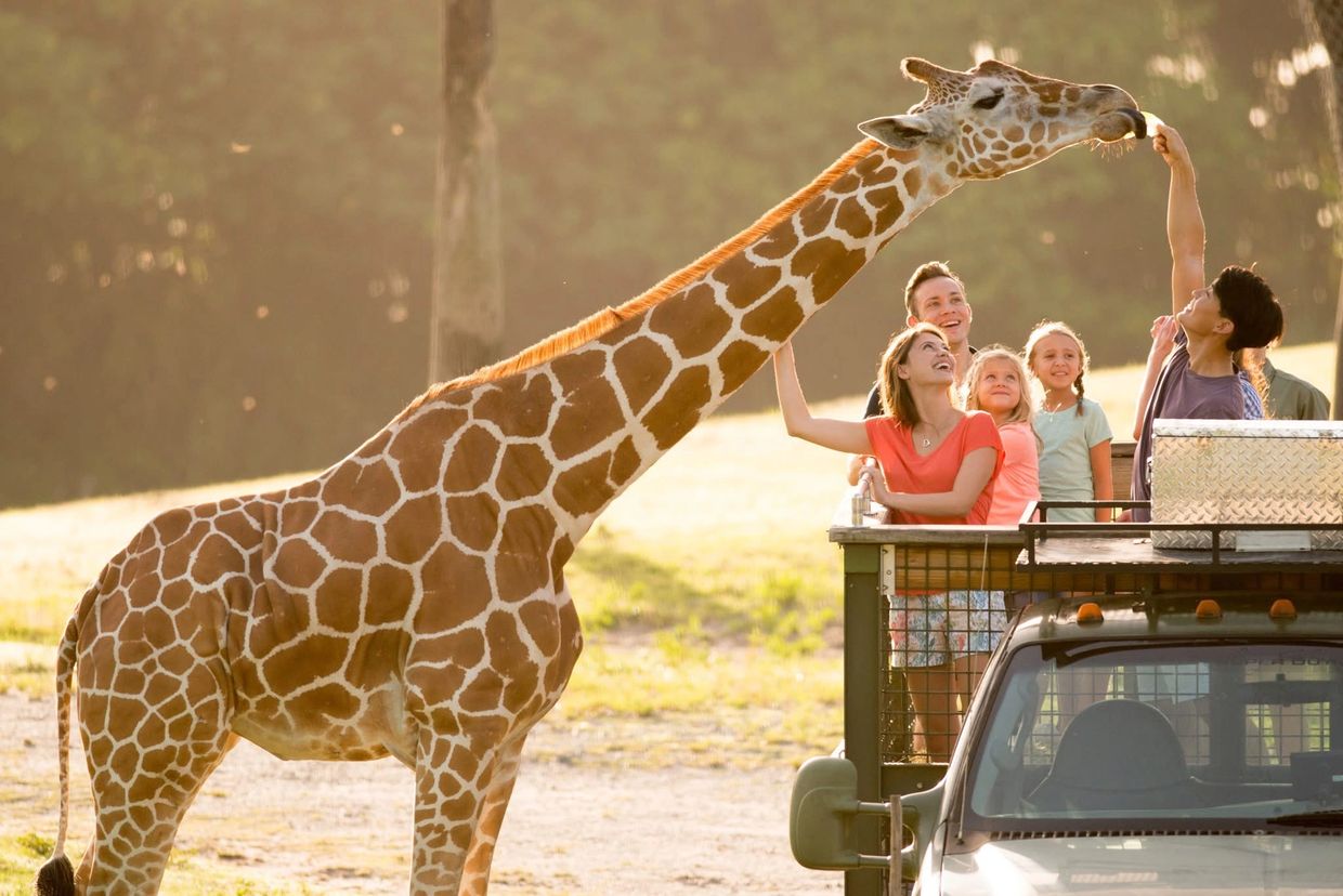 Family feeding a giraffe from a safari truck.