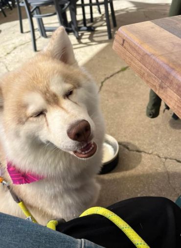 Happy dog with eyes closed outdoors.