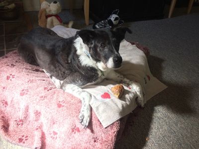 Older dog laying on dog bed with toy