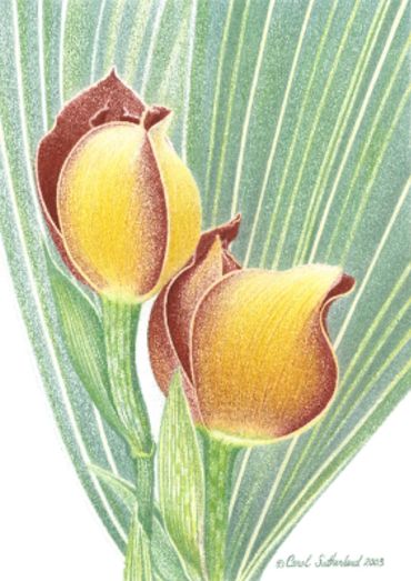 Anguloa Orchid - 11x17 inches (28 x 43 cm)