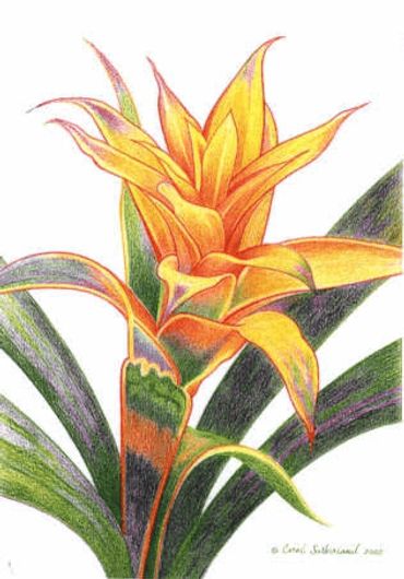 Bromeliad - 11x17 inches (28 x 43 cm)