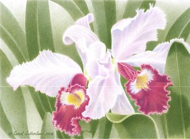 Cattleya Orchid- 11x17 inches (28 x 43 cm)
