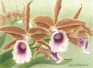 Laelia tenebrosa - 11x17 inches (28 x 43 cm)