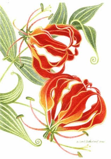 Gloriosa Lillies - 11x17 inches (28 x 43 cm)