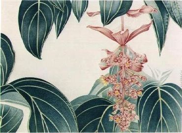 Medinilla Magnifica - 30 x 40 inches (76 x 101 cm)
