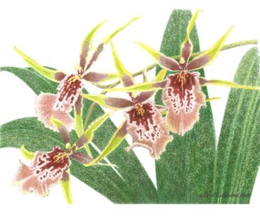Miltassia Orchid - 11x17 inches (28 x 43 cm)