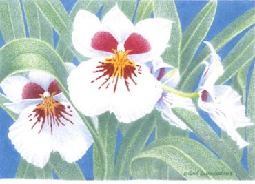 Miltonia Orchid - 11x17 inches (28 x 43 cm)