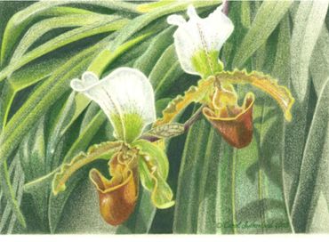 Paphiopedilum - 11x17 inches (28 x 43 cm)