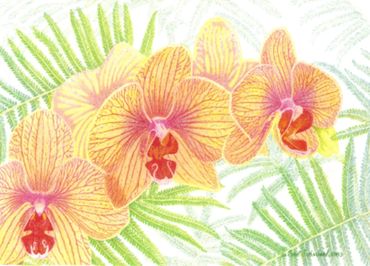 Phalaenopsis Orchid - 11x17 inches (28 x 43 cm)