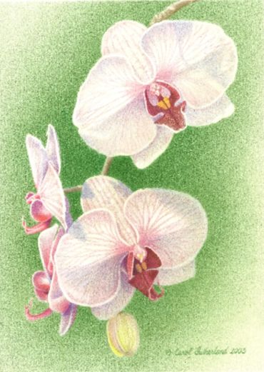 Pink Phalenopsis Orchid - 11x17 inches (28 x 43 cm)