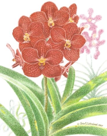 Red Vanda Orchid-11x17 inches (28 x 43 cm)