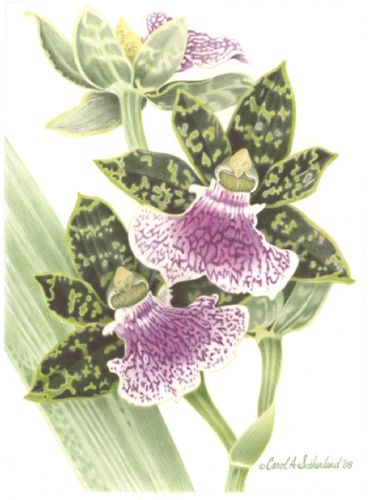 Zygopedilum Orchid-11x17 inches (28 x 43 cm)