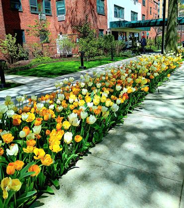 Gardens maintained by professional gardening team and arborist