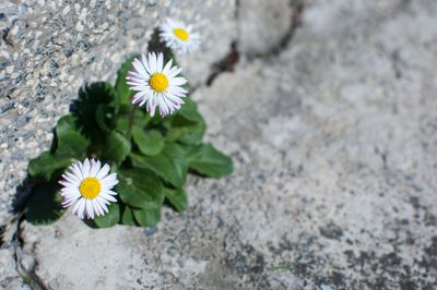 A small flower growing through cracks in a rock.