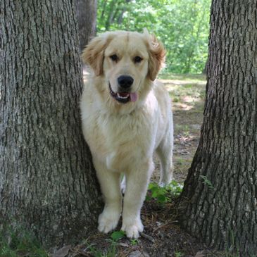 Golden retriever standing between two trees with tongue out.
