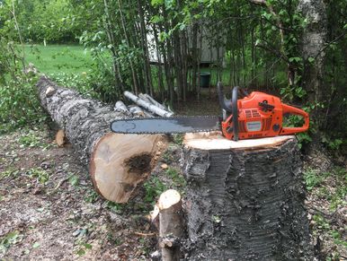 Chainsaw on Paper birch stump after felling tree in Wasilla, Alaska.