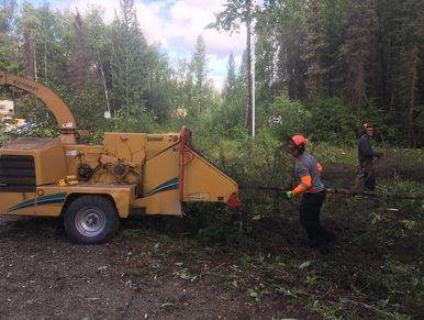 Crew chipping brush with wood chipper.  Brush chipper chipping spruce in Big Lake, Alaska.