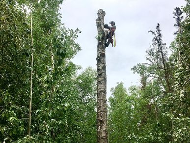 Tree climber and arborist removing a tree in Mat-Su valley in Alaska. 