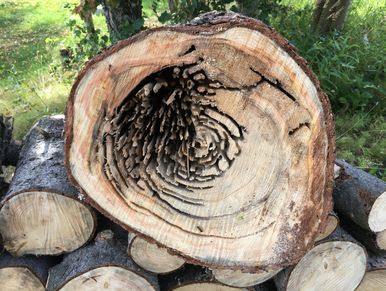 Tree stump in Alaska showing decay, disease, carpenter ants, and bark beetle damage.  
