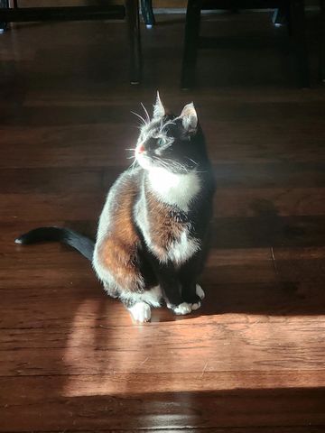 Black and white cat sitting in a sunbeam on a wooden floor.