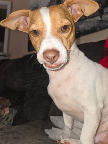 Close-up of a brown and white dog with expressive eyes sitting on a couch.