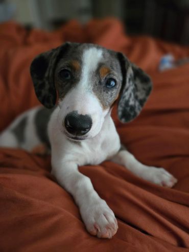 Close-up of a tricolor dachshund puppy lying on a rust-colored blanket.