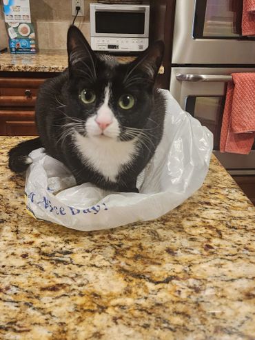 Black and white cat sitting inside a plastic bag on a kitchen counter.