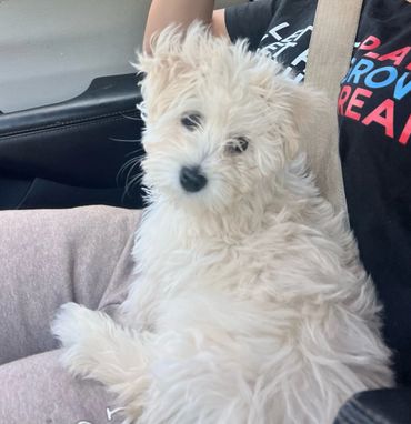 Fluffy white puppy sitting on a person's lap, looking adorably at the camera.