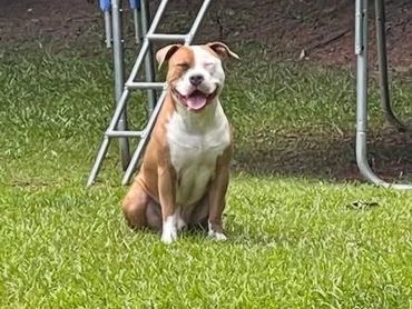 Happy dog sitting on grass near a trampoline ladder.