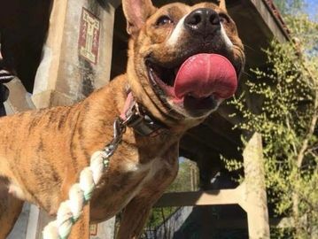 Happy brindle dog with tongue out on a leash under a bridge on a sunny day.