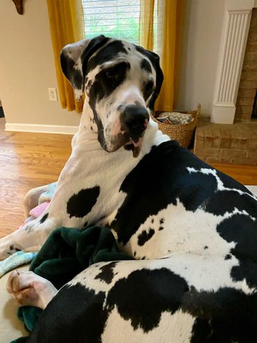 Large black and white Great Dane resting indoors near a window with yellow curtains.